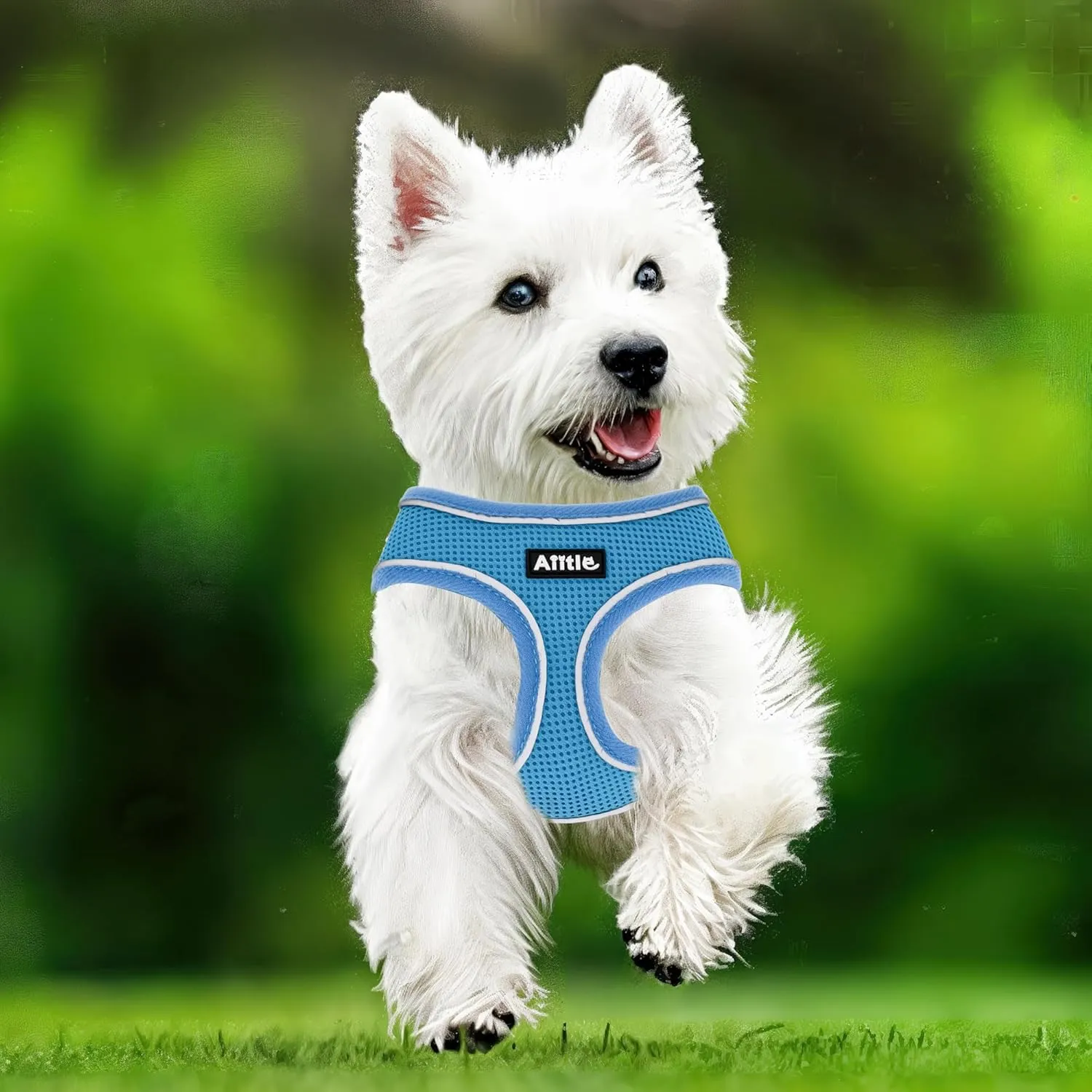AIITLE Breathable Dog Harness for Small Dogs, Comfortable Adjustable Mesh Vest with Quick-Release Buckle, Reflective Safety Strips  Perfect for Poodles, Teddy Dogs (M, Blue)