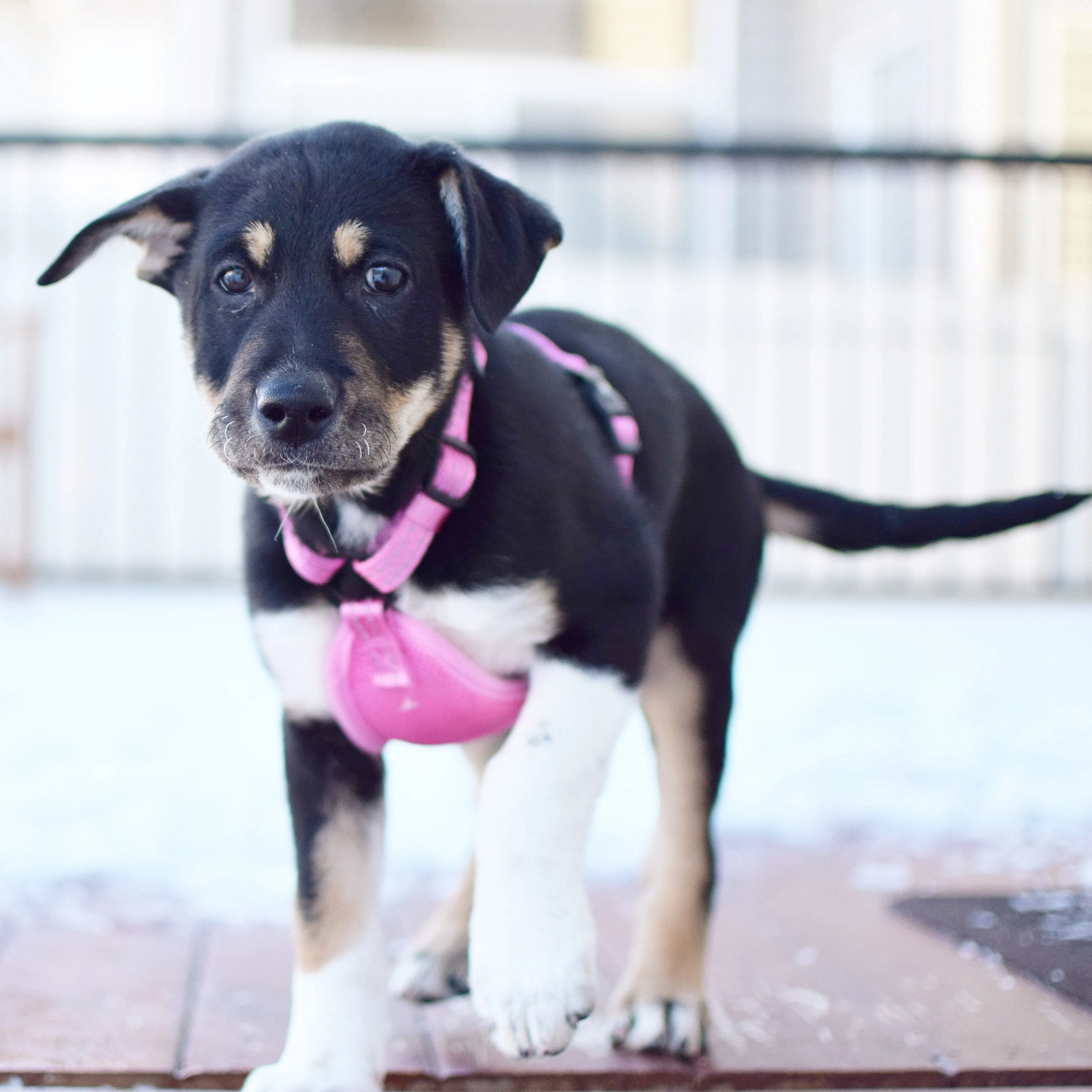 Alcott Adventure Reflective Dog Harness
