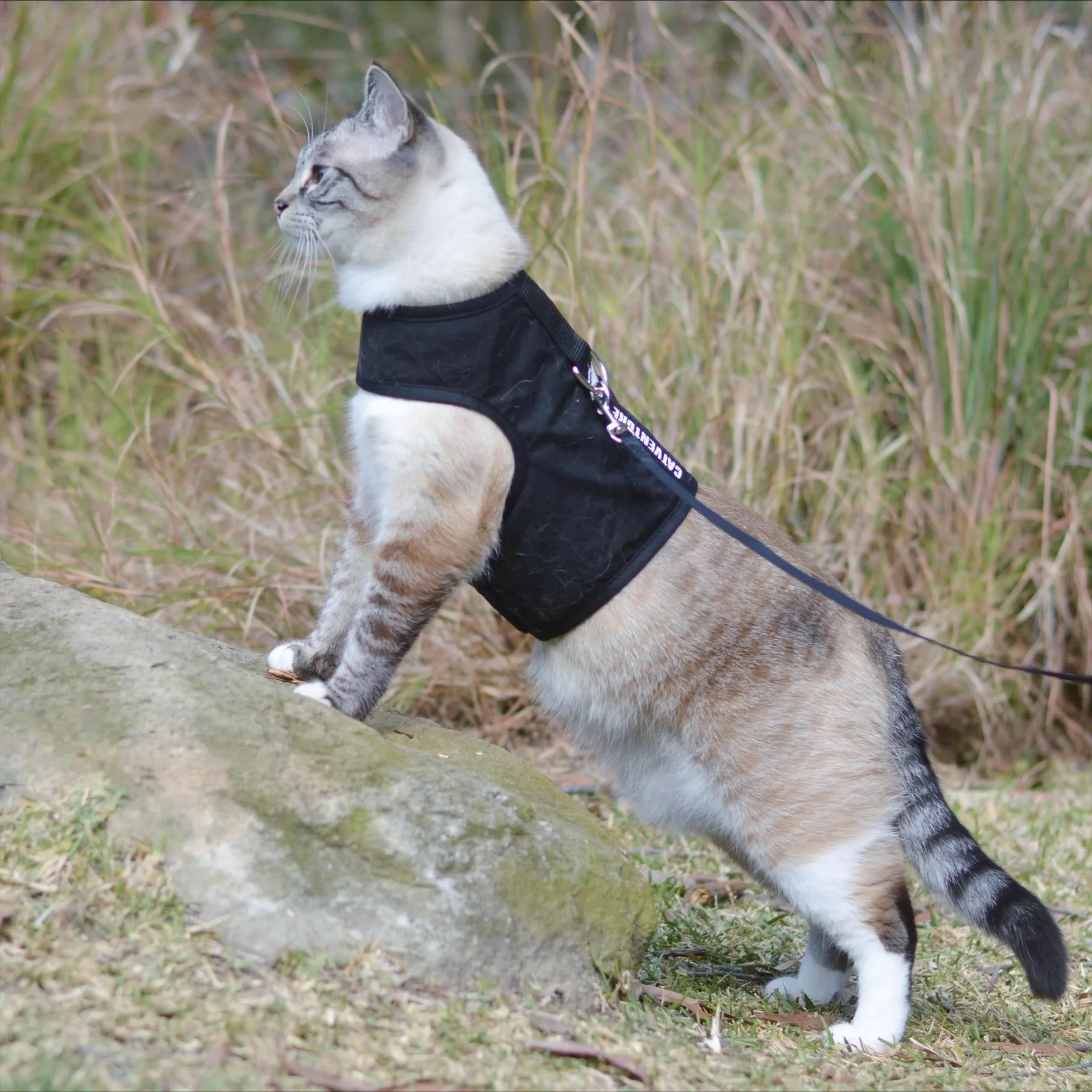 Catventure Escape Proof Harness