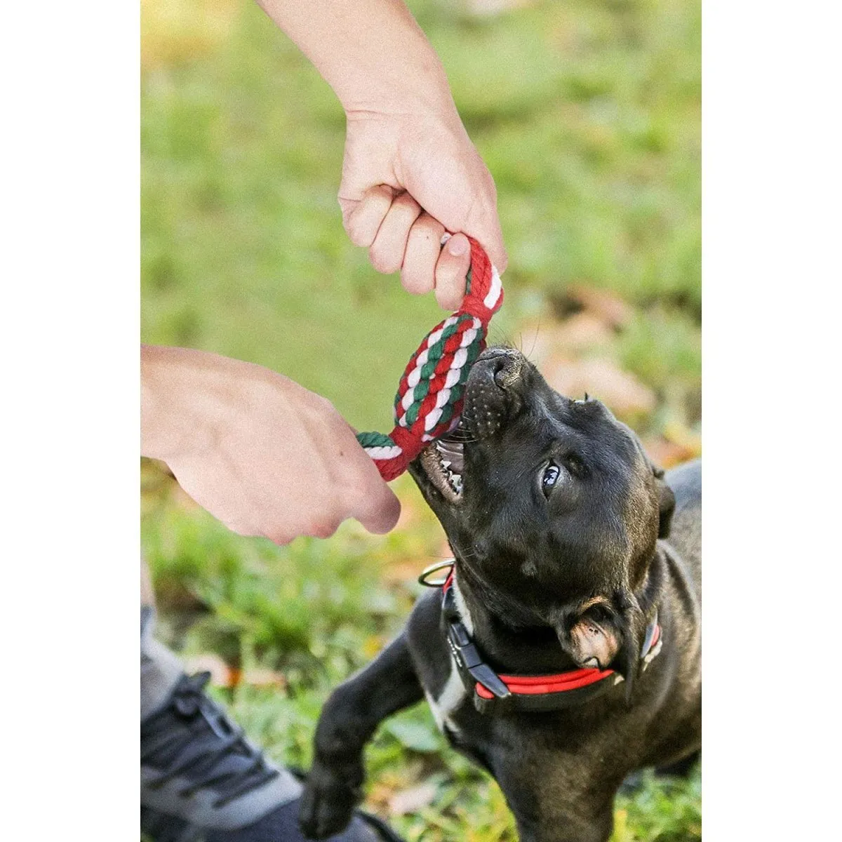 Chew Toy Set for Pets-Wholesale