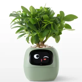 Ivy Smart Pet Planter