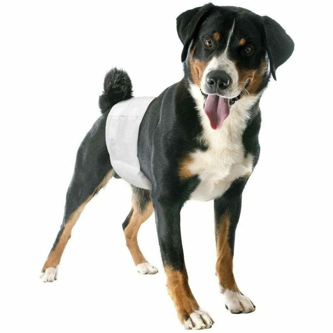 Male dog wraps - size 2 - (12pcs)- 1pack