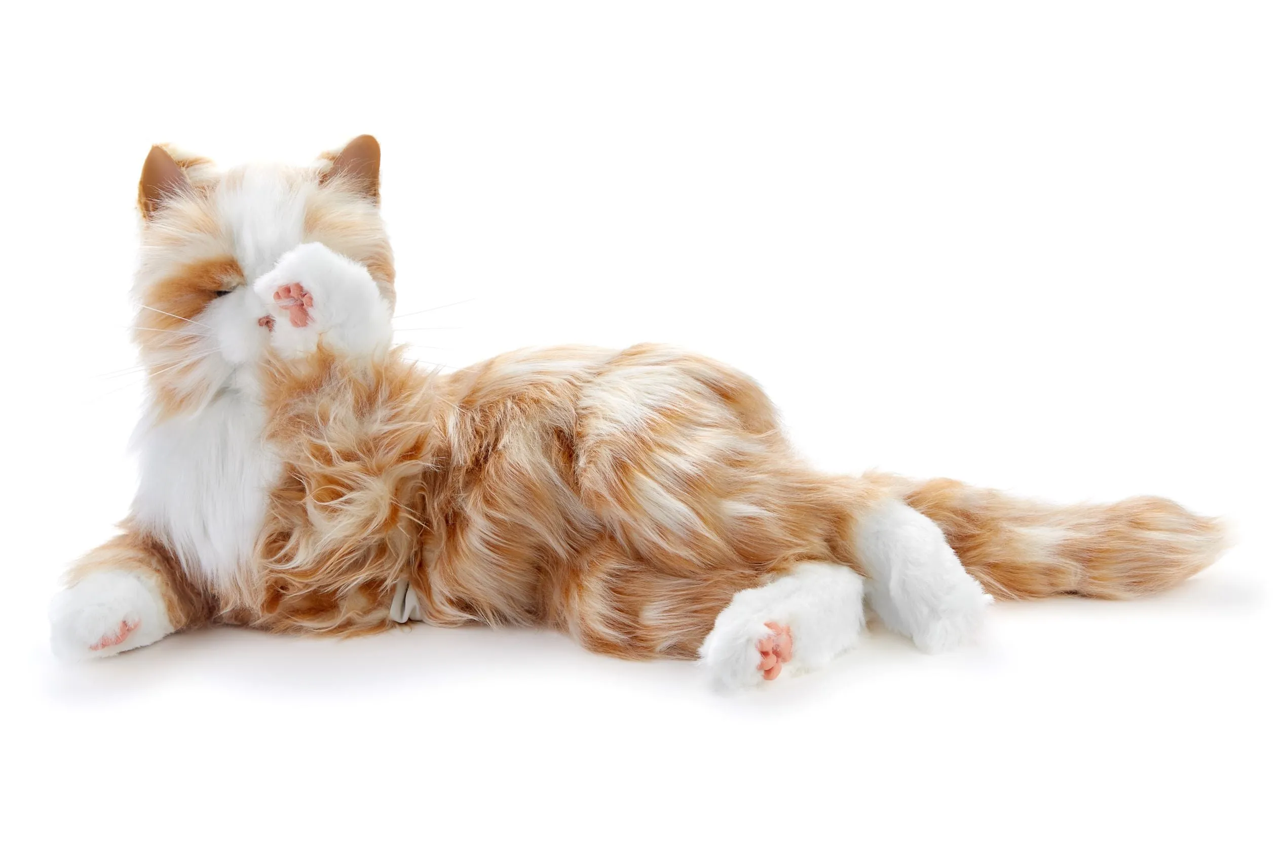 Orange tabby cat robotic companion pet
