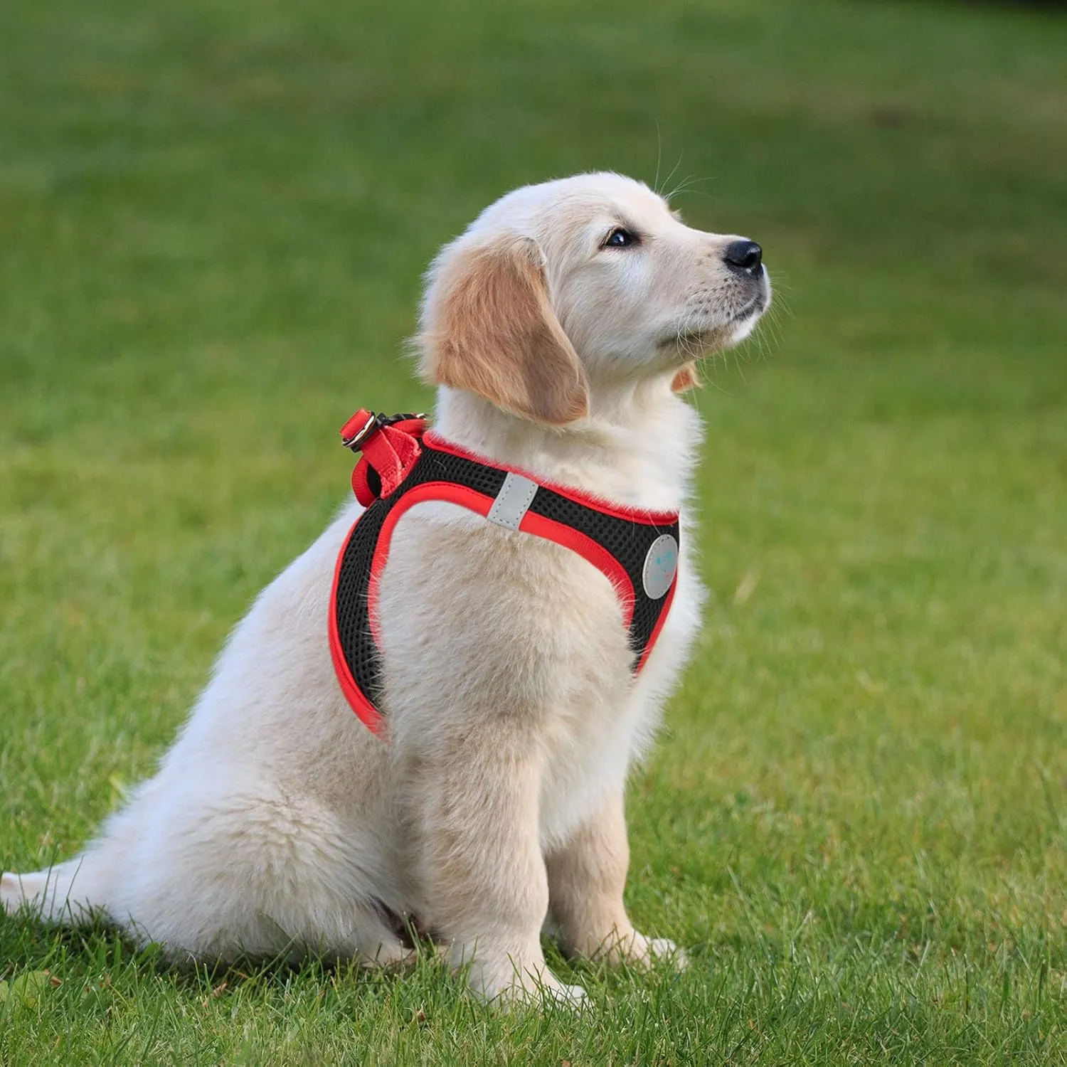 PHOEPET Step-in Dog Harness,Reflective Adjustable Dog Vest Harness, Soft Pet Walking Jacket with 2 Metal Leash Hooks for Dog and Cat(Black Base & Red Straps,M)