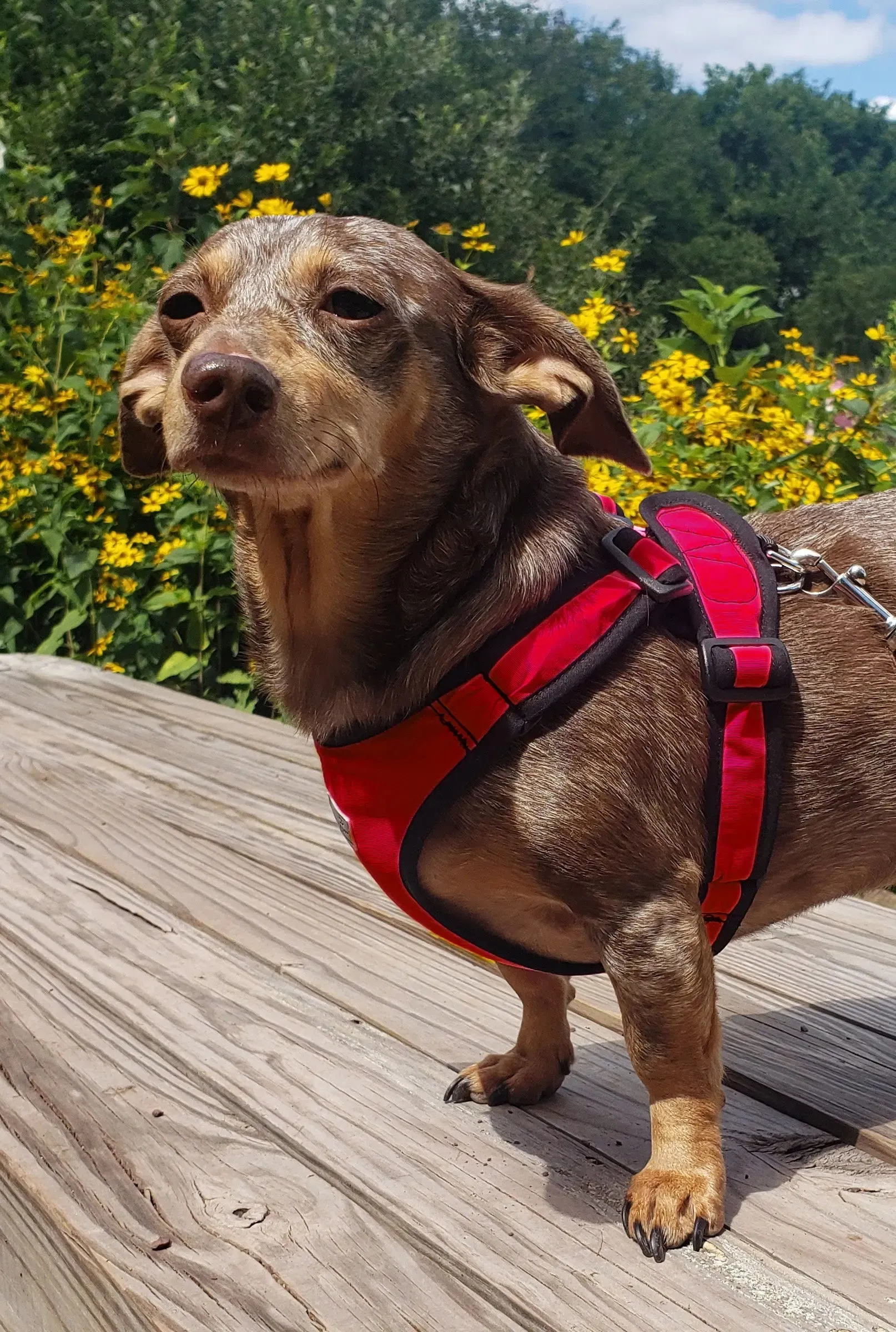 Precision Fit™ 4 Way Step In Dog Harness Adjustable Nylon - 6 LBS to 40 LBS