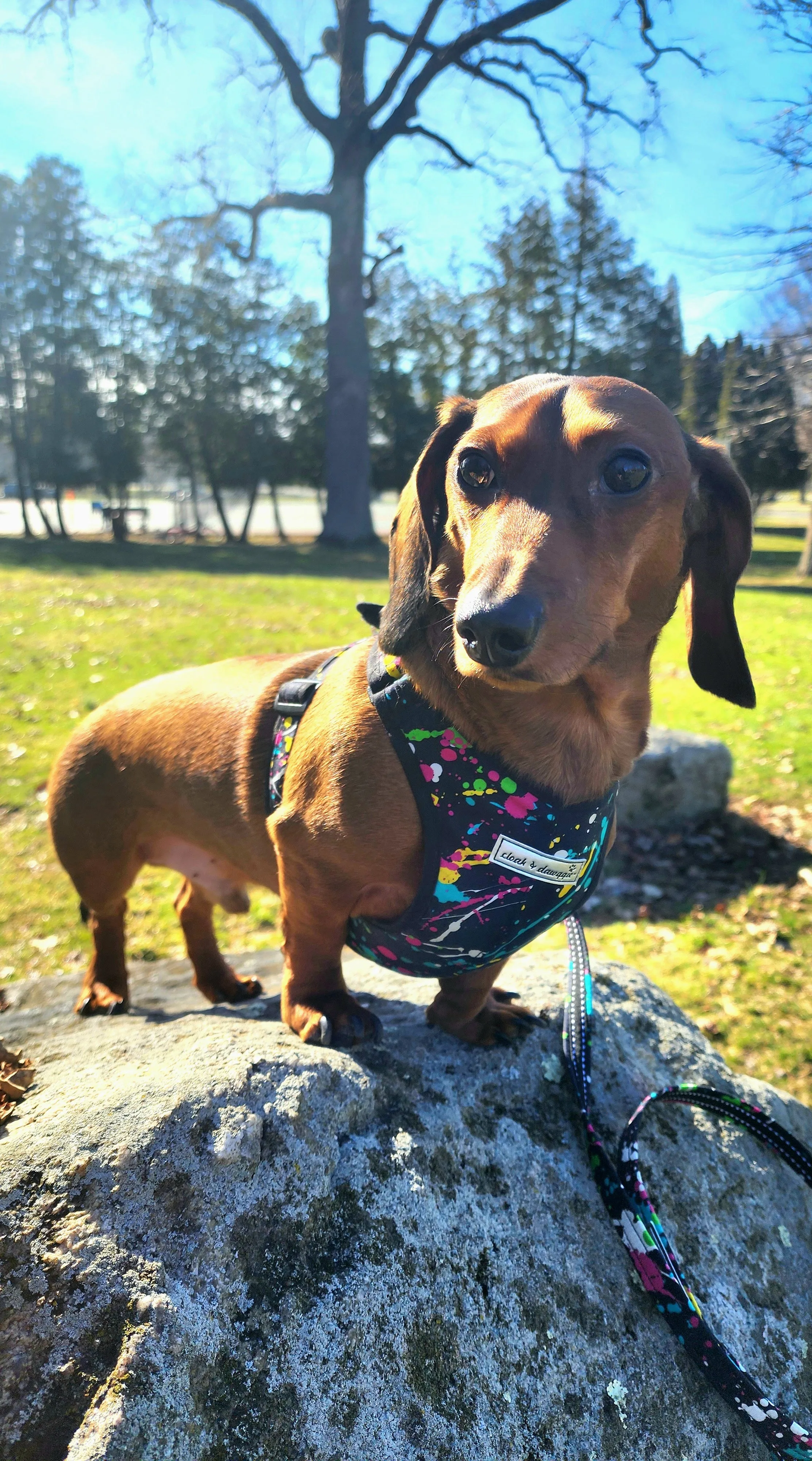 Precision Fit™ 4 Way Step In Dog Harness Adjustable Nylon - 6 LBS to 40 LBS