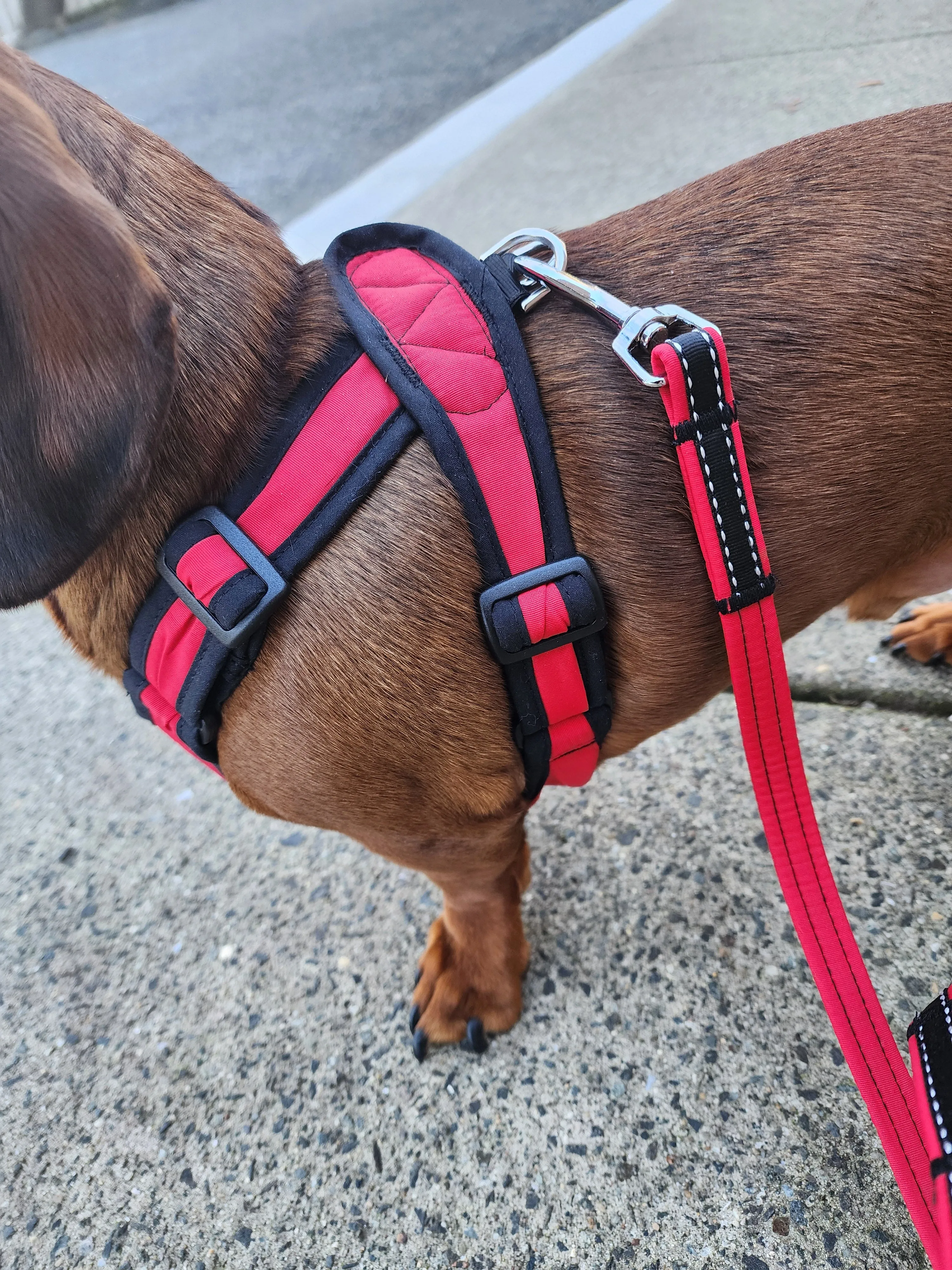 Precision Fit™ 4 Way Step In Dog Harness Adjustable Nylon - 6 LBS to 40 LBS