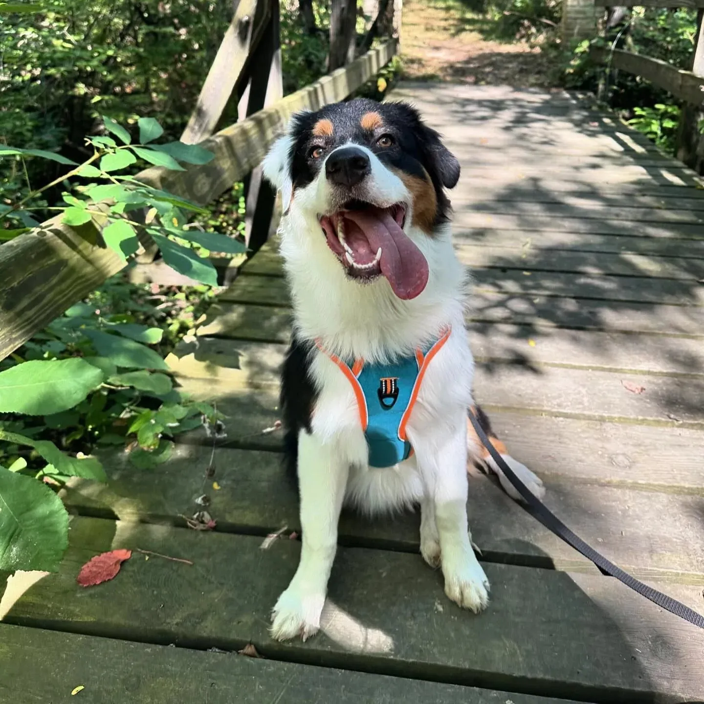 Red Custom Canine Dog Y Harness | 2TLE