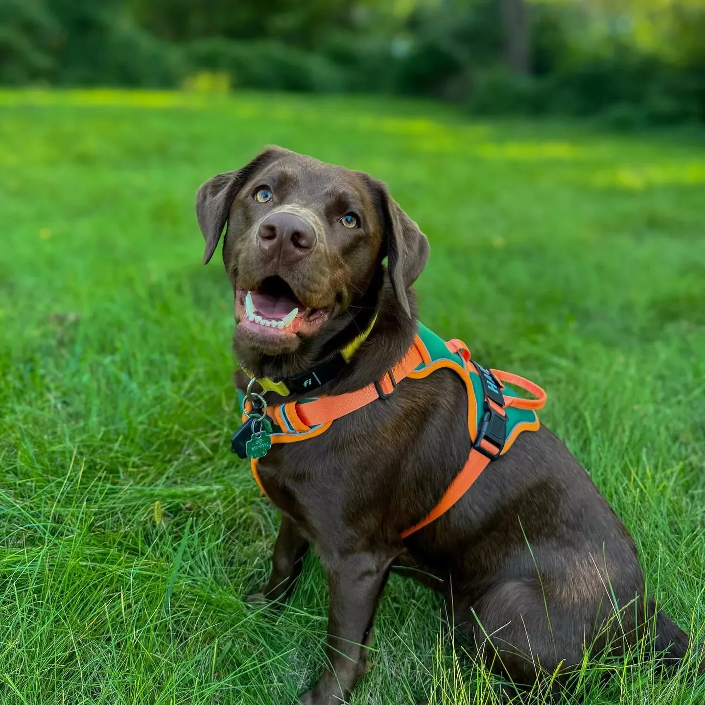 Red Custom Canine Dog Y Harness | 2TLE