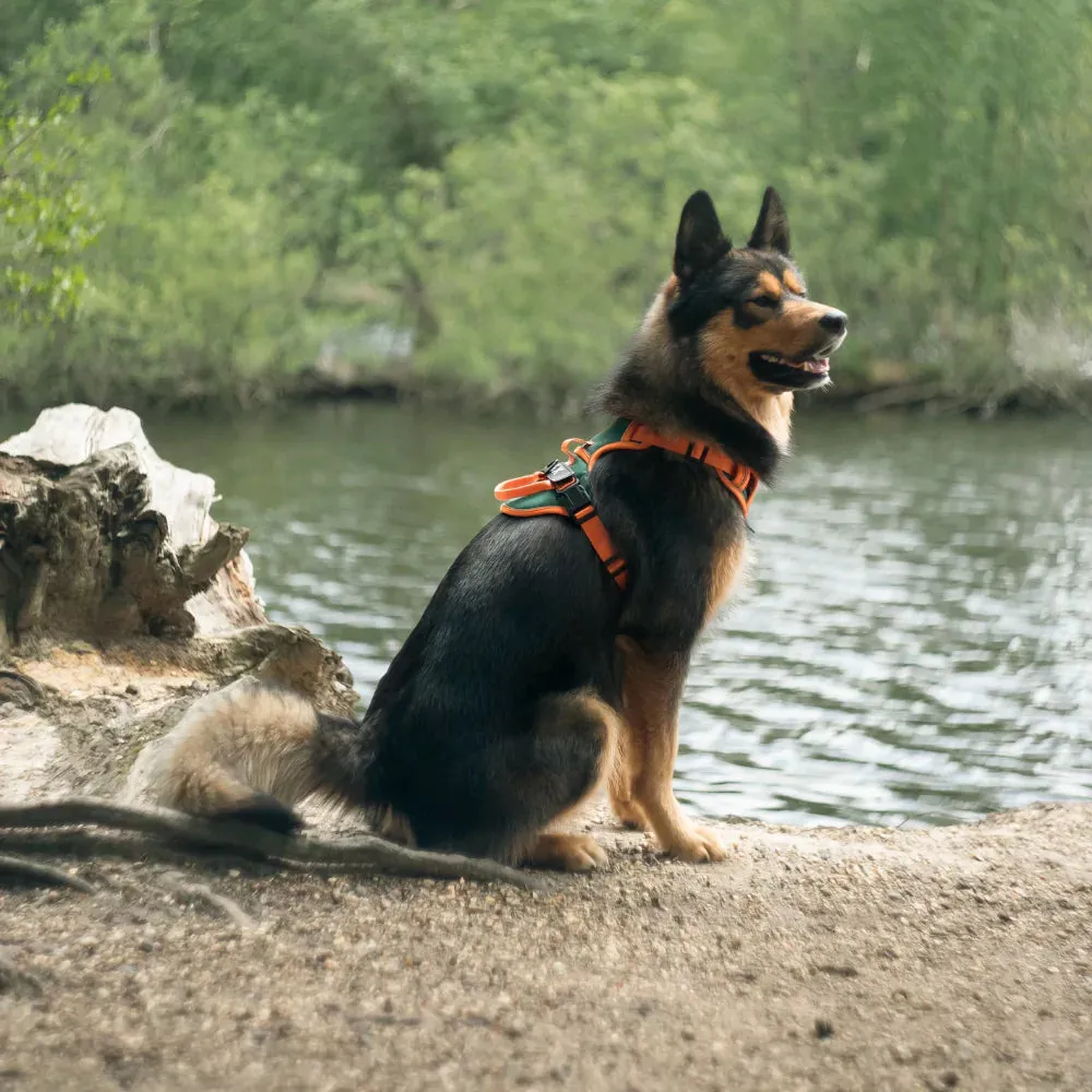 Red Custom Canine Dog Y Harness | 2TLE