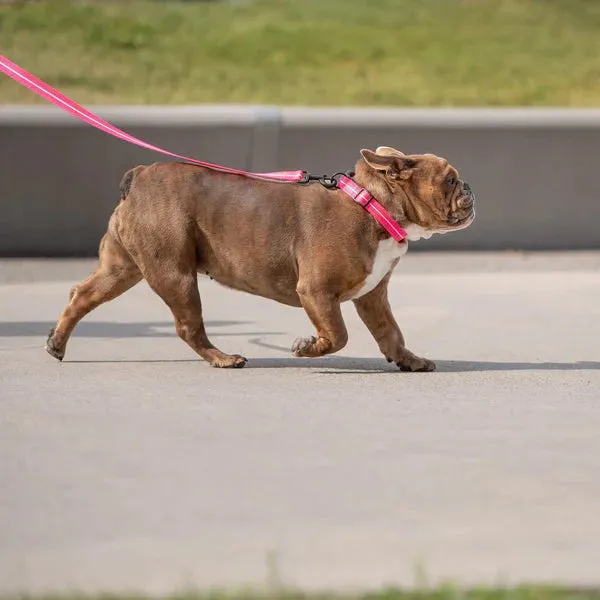 Reflective Dog Collar