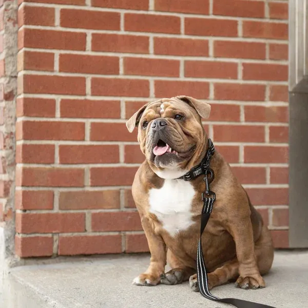 Reflective Dog Collar