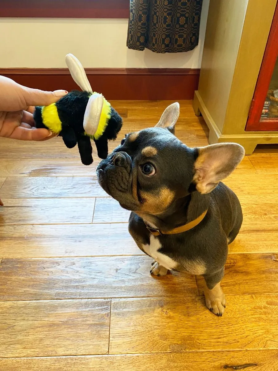 Tall Tails Dog Toy Bee with Squeaker