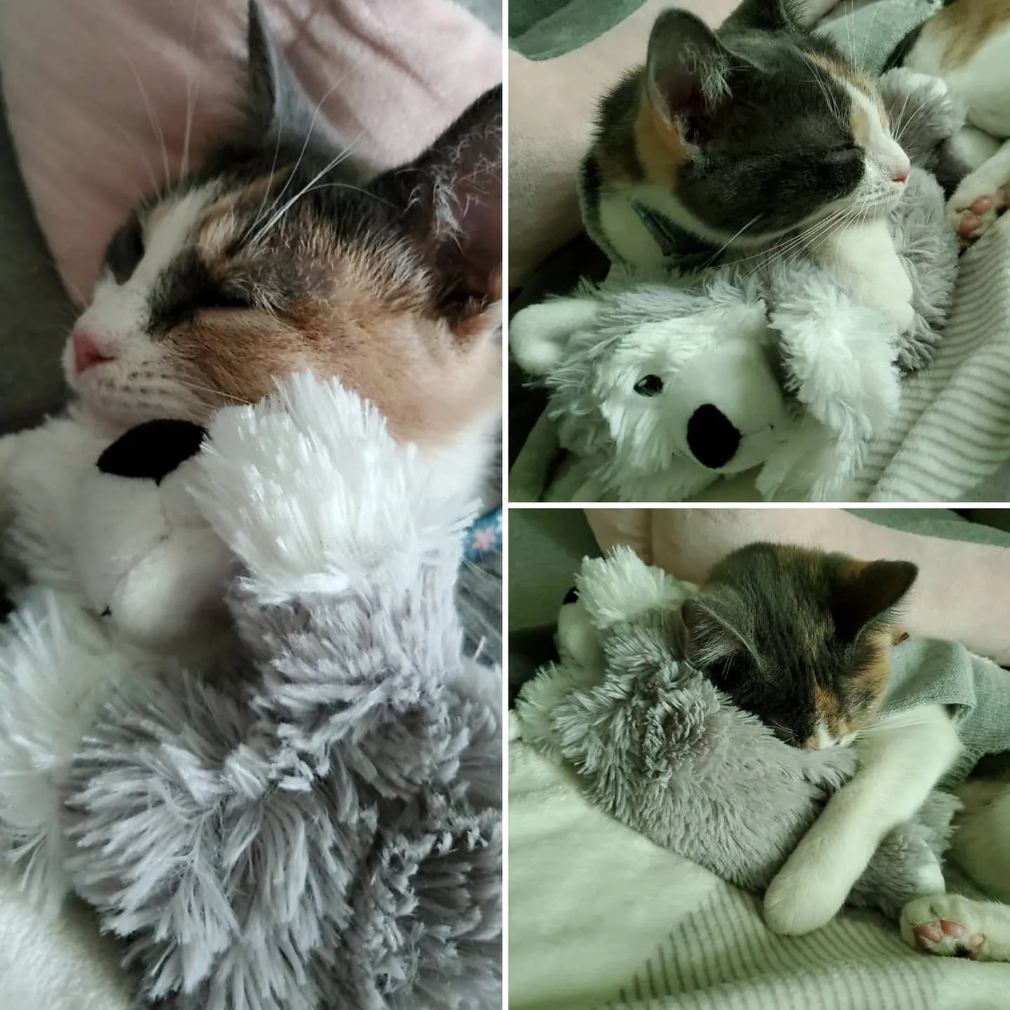 Warmies Husky - Junior